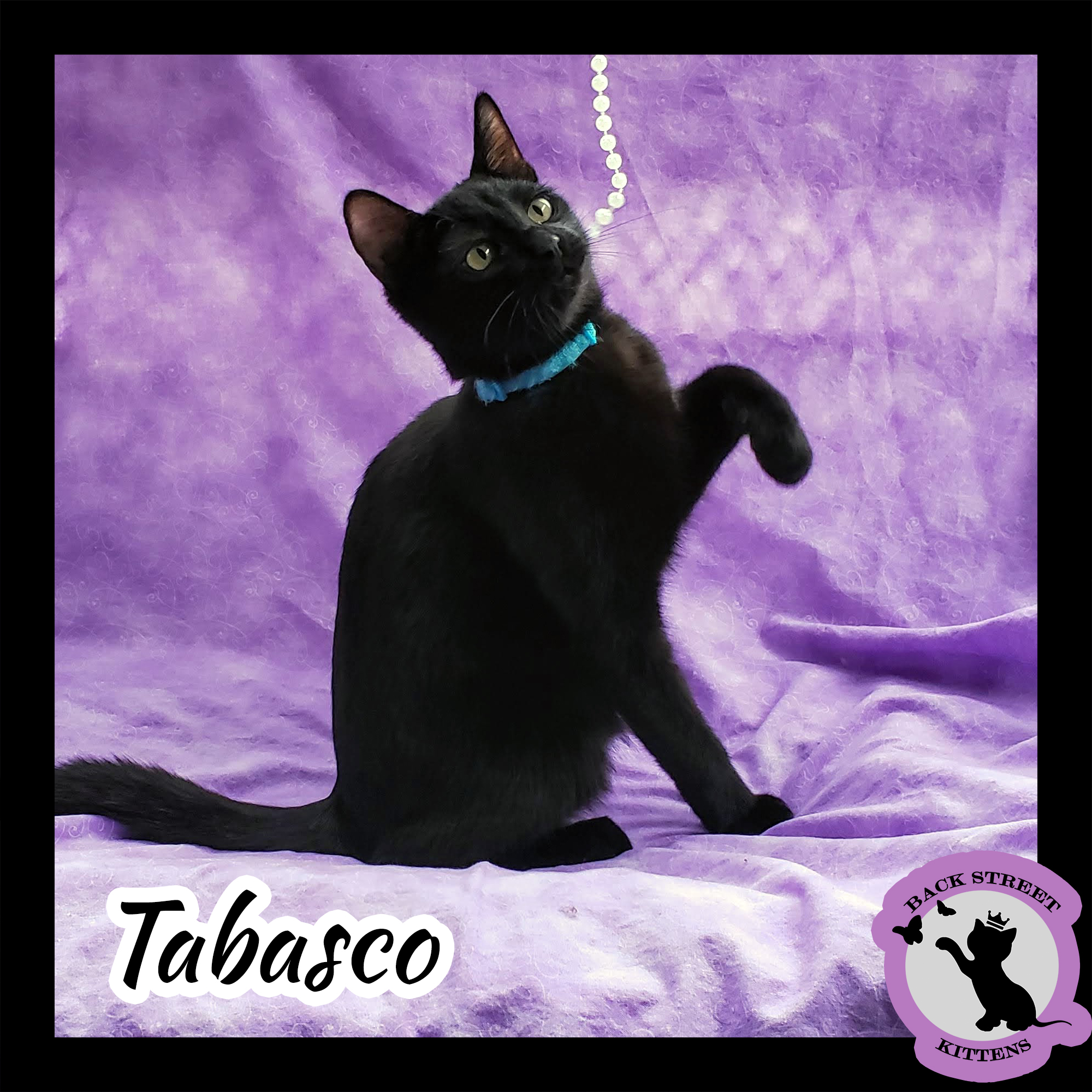 Tabasco – Back Street Kittens